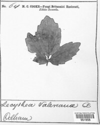 Uromyces valerianae image